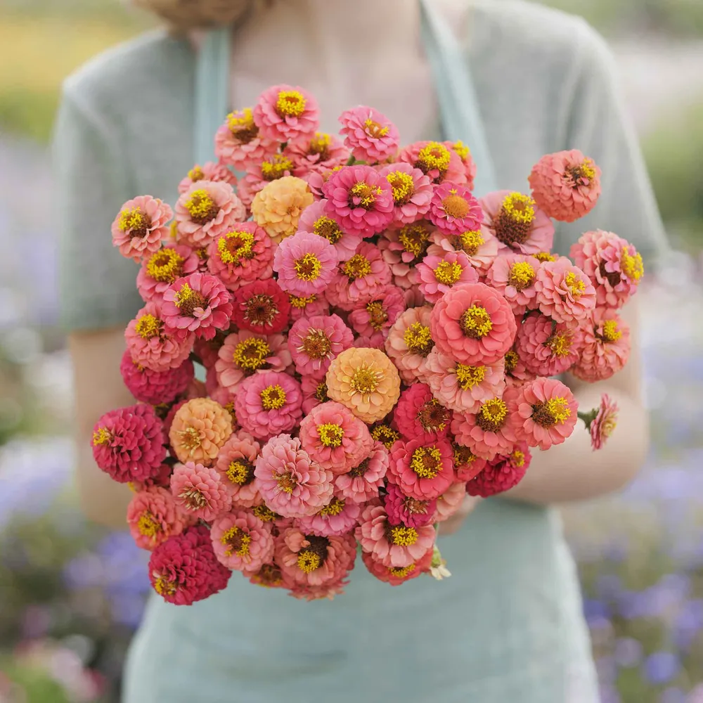 VEGSOW Lilliput Salmon Zinnia Seeds - Annual Cut Flower Variety