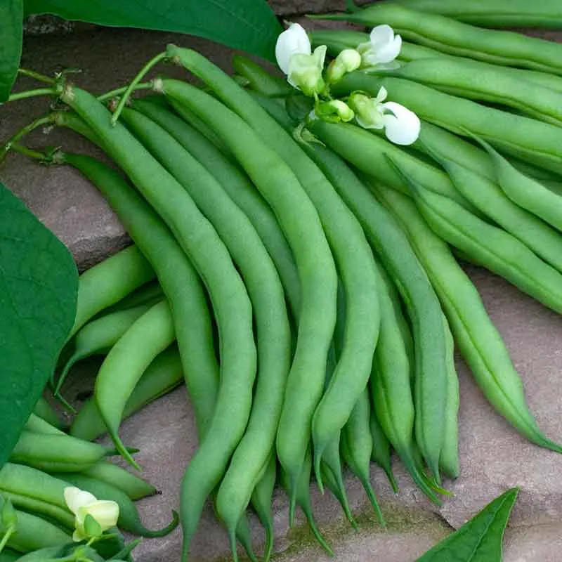 VEGSOW Kentucky Wonder Brown Pole Bean Seeds - Heirloom Climbing Variety