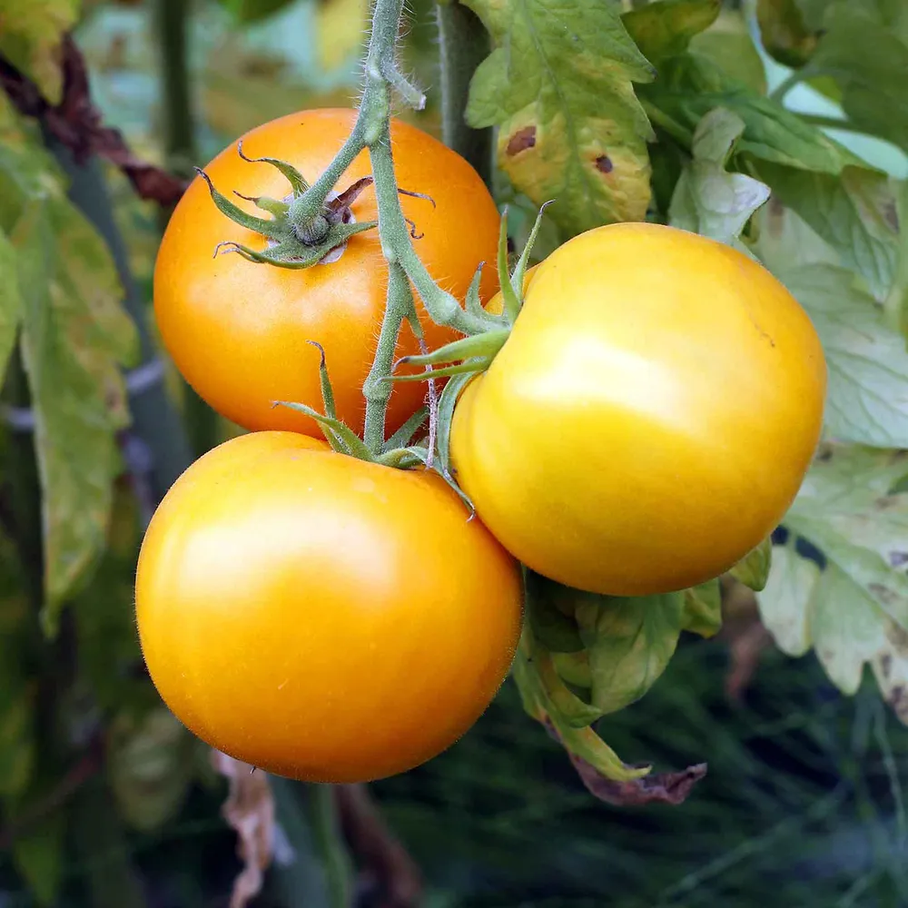 VEGSOW Golden Jubilee Tomato Seeds - Heirloom Yellow Tomato Variety