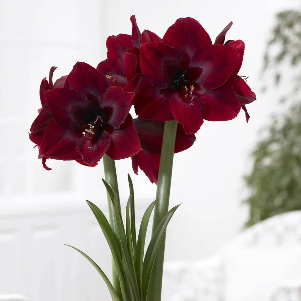 VEGSOW Royal Velvet Amaryllis Bulbs - Deep Red Indoor Flowering Bulb