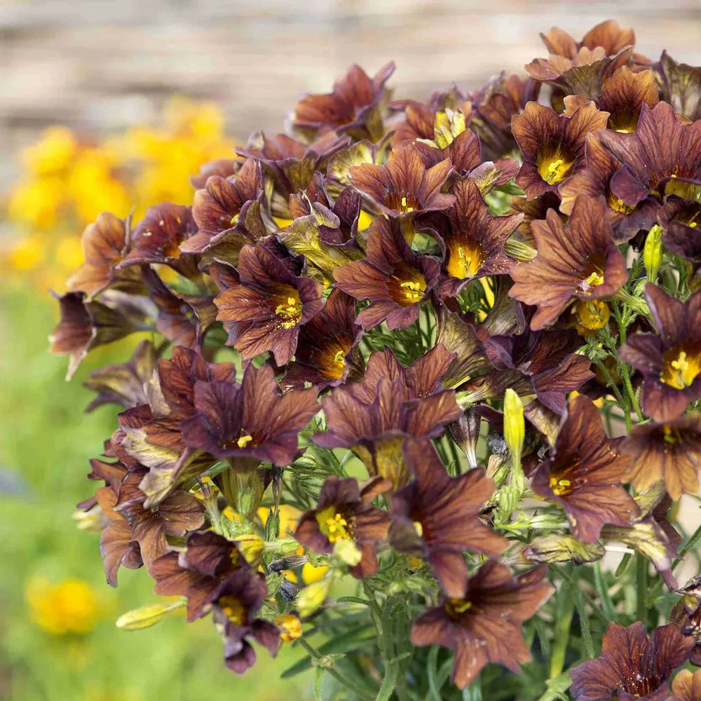 VEGSOW Painted Tongue Seeds - Cafe au Lait Salpiglossis Flower Seeds