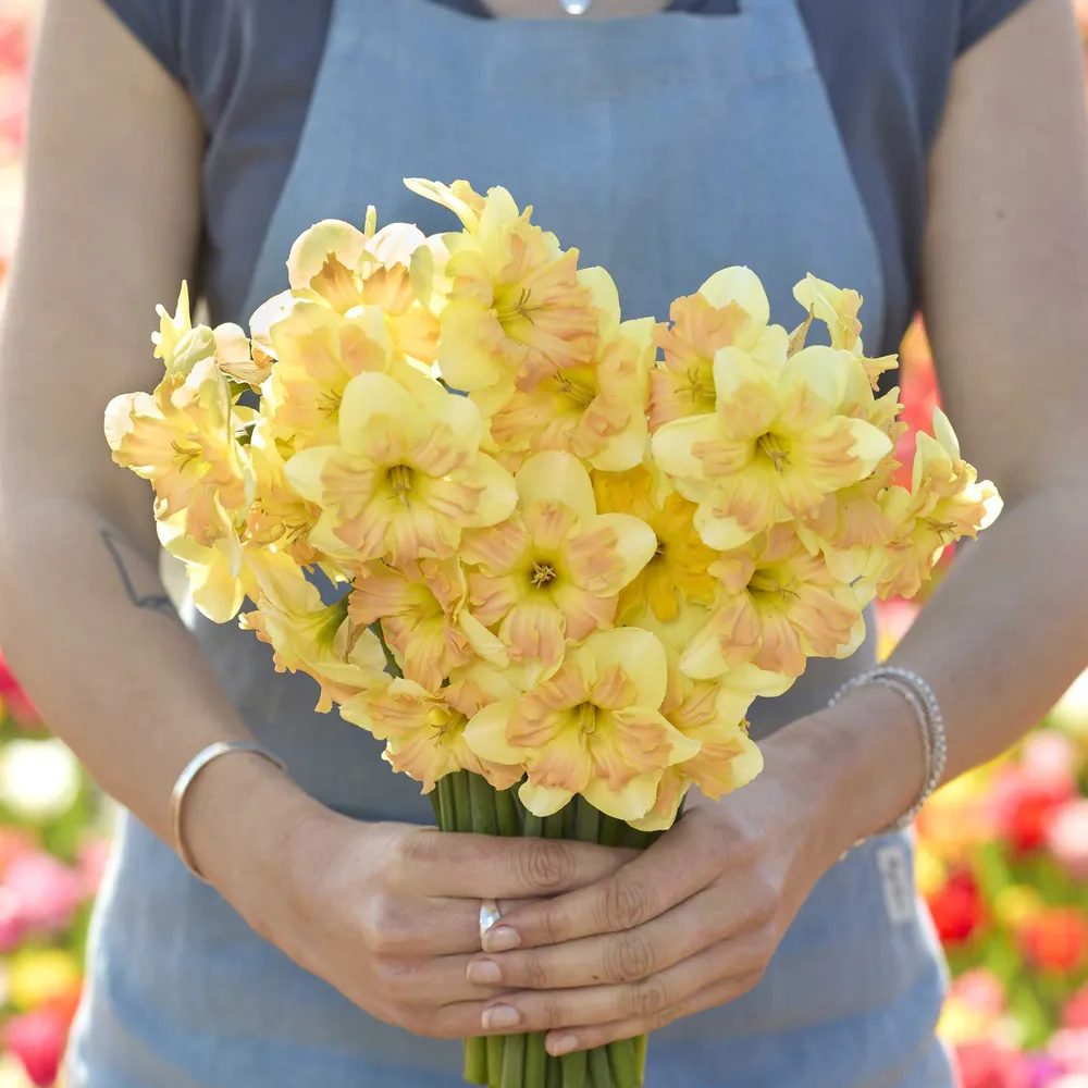 VEGSOW Peachy Dream Daffodil Bulbs - Spring Flowering Perennial Flower Bulbs