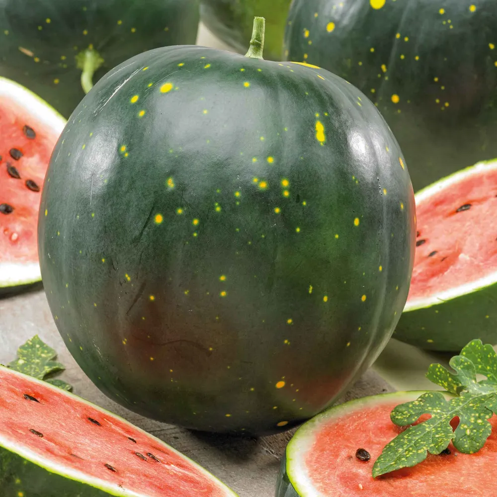 VEGSOW Moon & Stars Watermelon Seeds - Heirloom Garden Variety