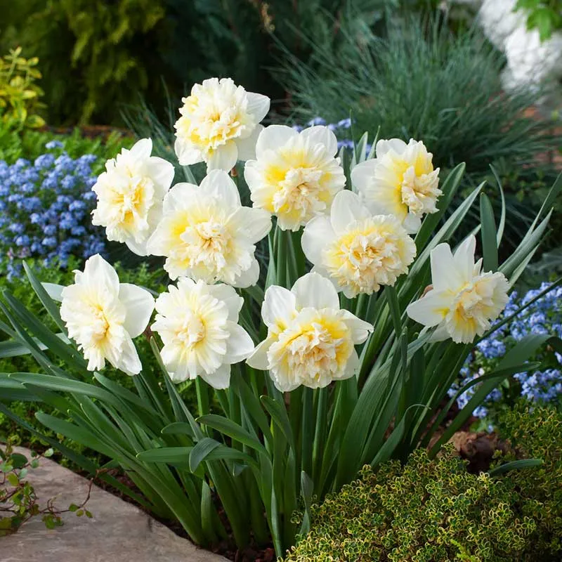 VEGSOW Ice King Daffodil Bulbs - Double Flowering Narcissus Bulbs