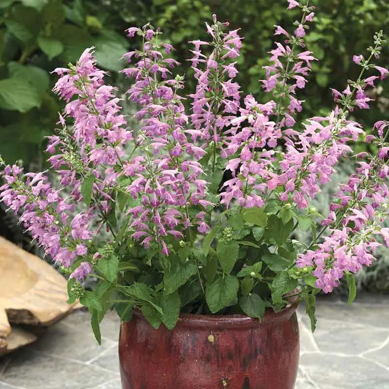 VEGSOW Summer Jewel Lavender Seeds for Home Gardening