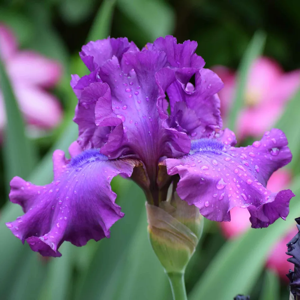 VEGSOW Swingtown Bearded Iris Bulbs - Perennial Garden Rhizomes