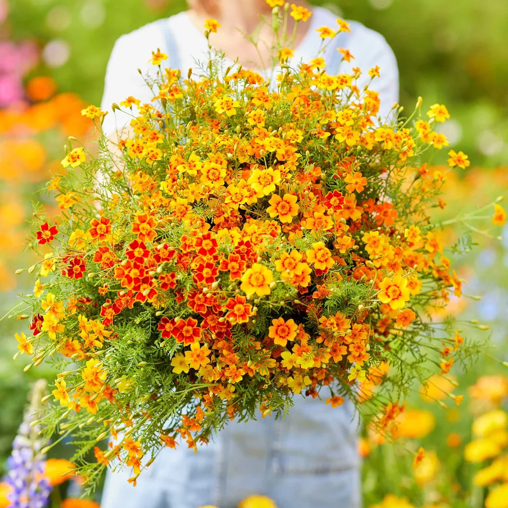 VEGSOW Marigold Seeds - Starfire Mix, Vibrant Annual Flower Seeds