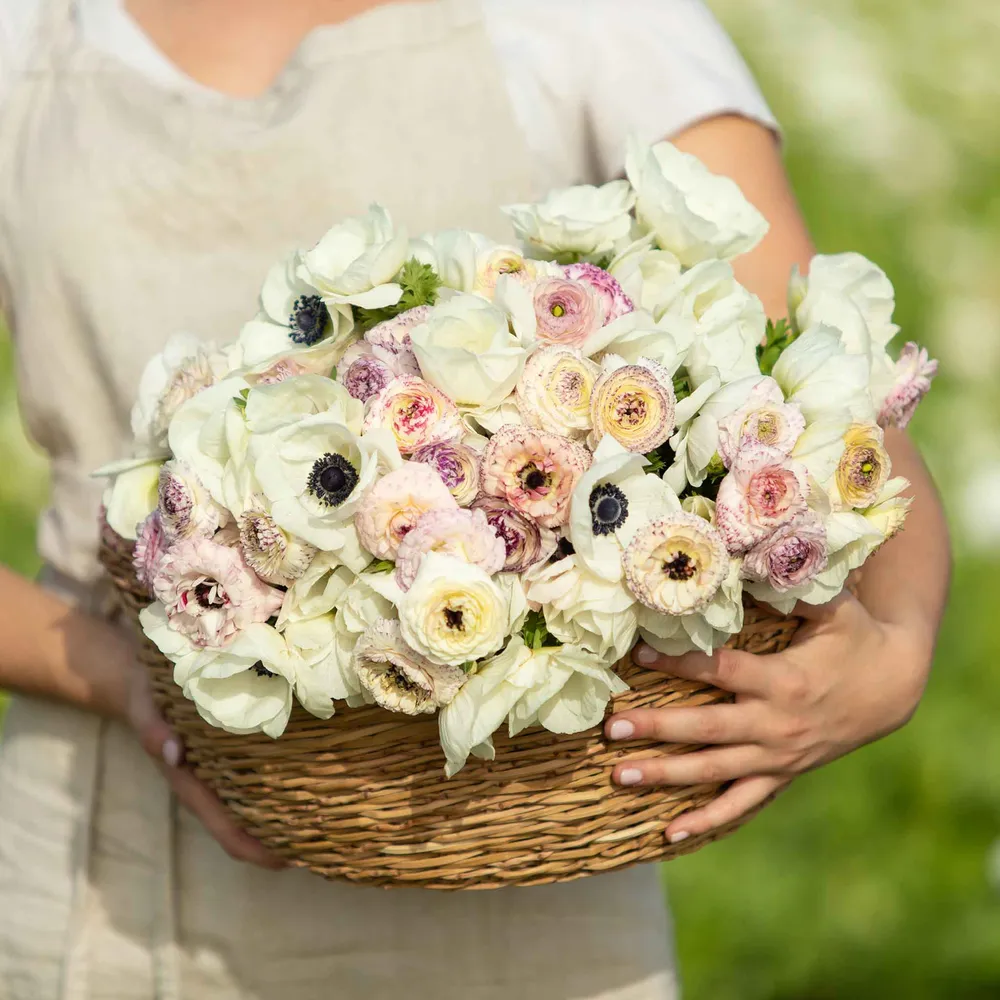 VEGSOW Anemone & Ranunculus Bulbs - Alpine Mix