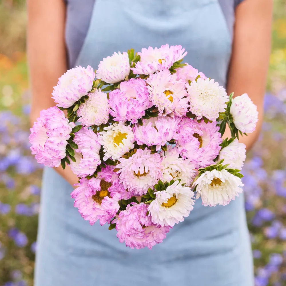 VEGSOW China Aster Seeds - Duchess Rose White