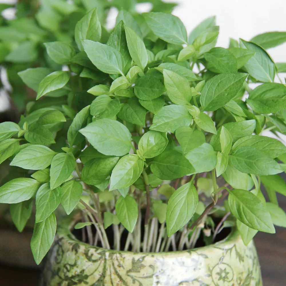 VEGSOW Organic Thai Basil Seeds - Heirloom Culinary Herb Seeds