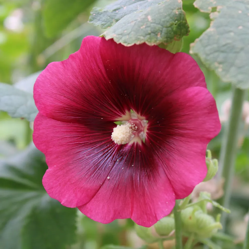 VEGSOW Henry VIII Hollyhock Seeds - Red Heirloom Flower Seeds
