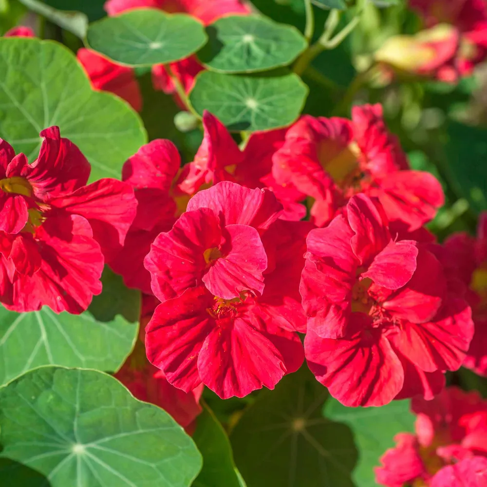 VEGSOW Nasturtium Seeds - Jewel Cherry Rose