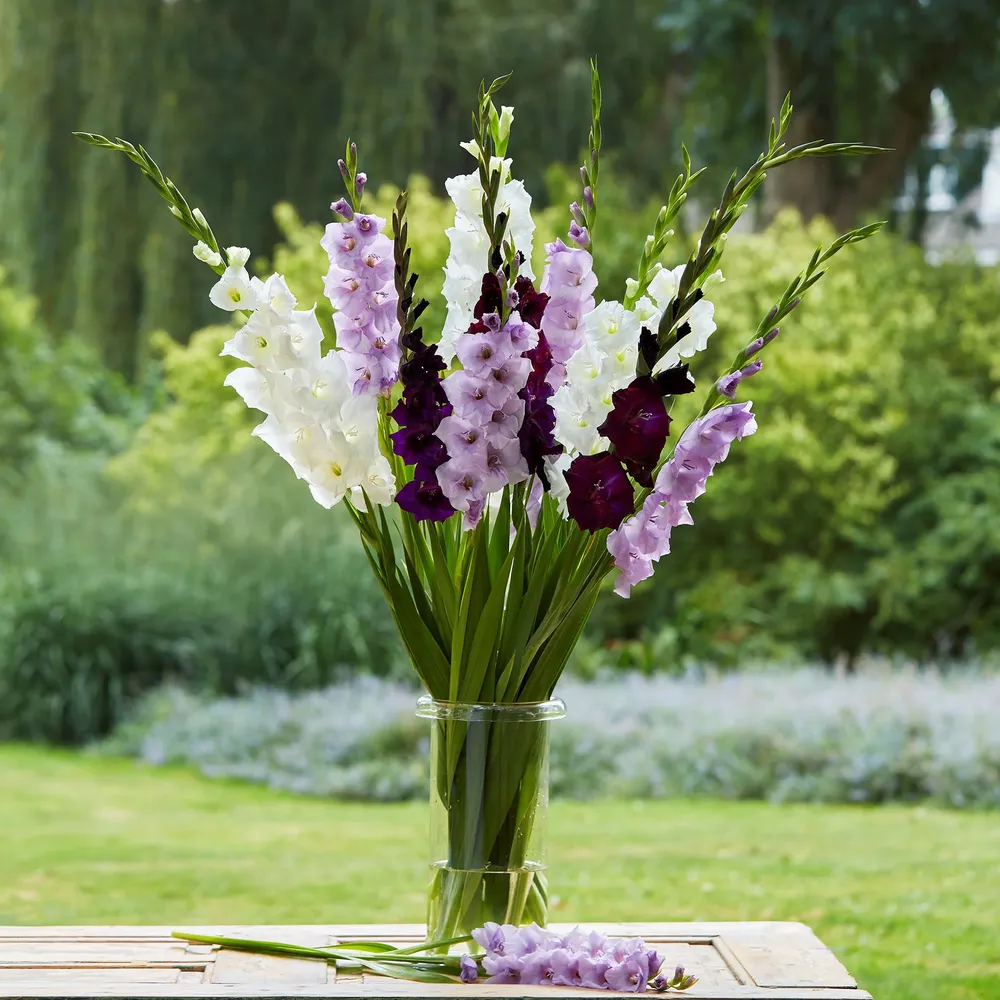 VEGSOW Gladiolus Flower Bulbs - Purple Feather Mix