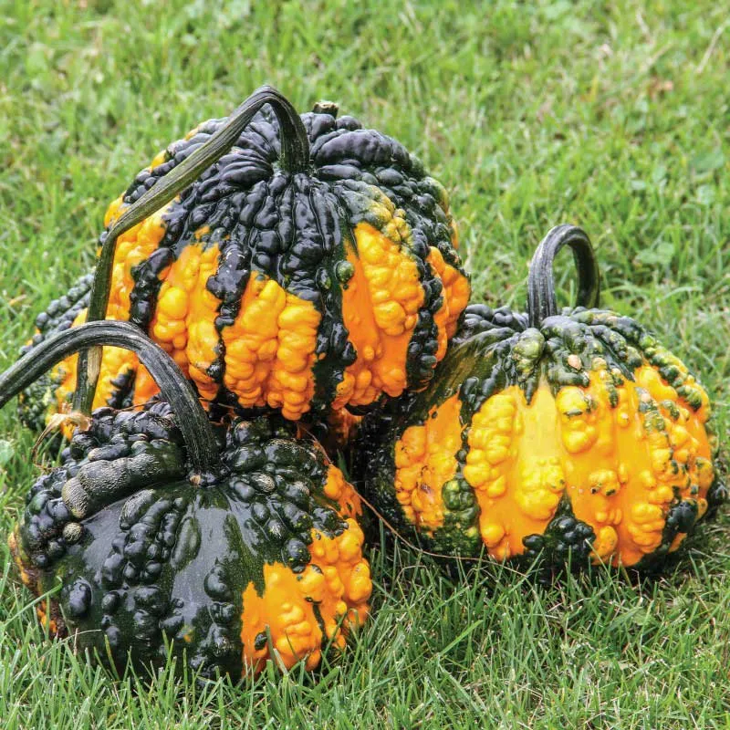 VEGSOW Hoargarth Gourd Seeds - Heirloom Vegetable Planting Seeds