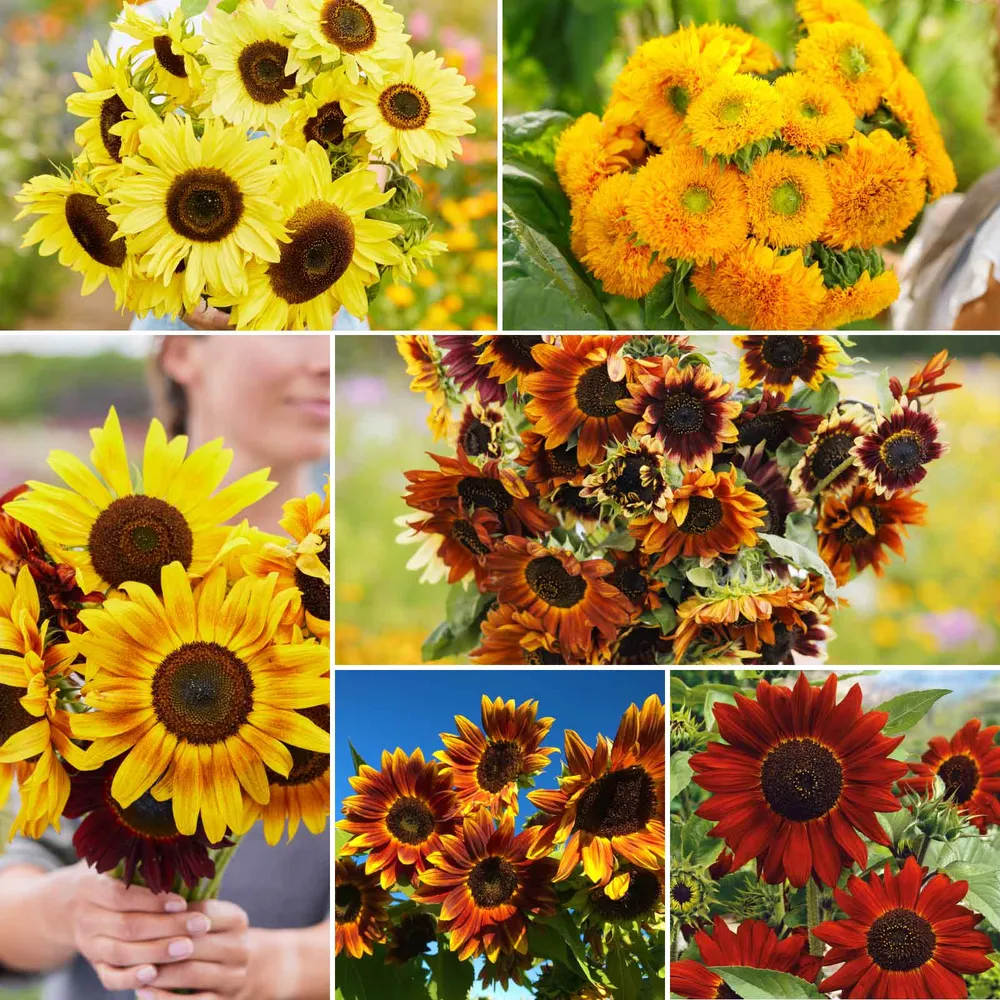 VEGSOW Sunflower Mix - High Germination Sprouting Seeds