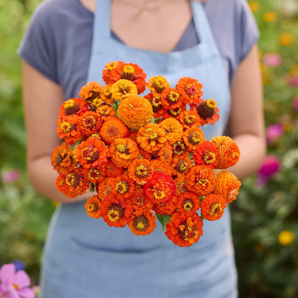 VEGSOW Lilliput Orange Zinnia Seeds - Vibrant Annual Garden Flowers