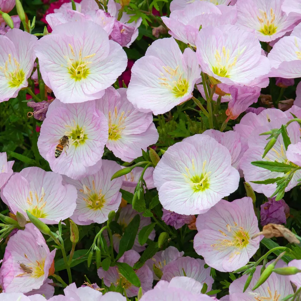 VEGSOW Showy Evening Primrose Seeds (Oenothera speciosa) - Native Perennial Wildflower