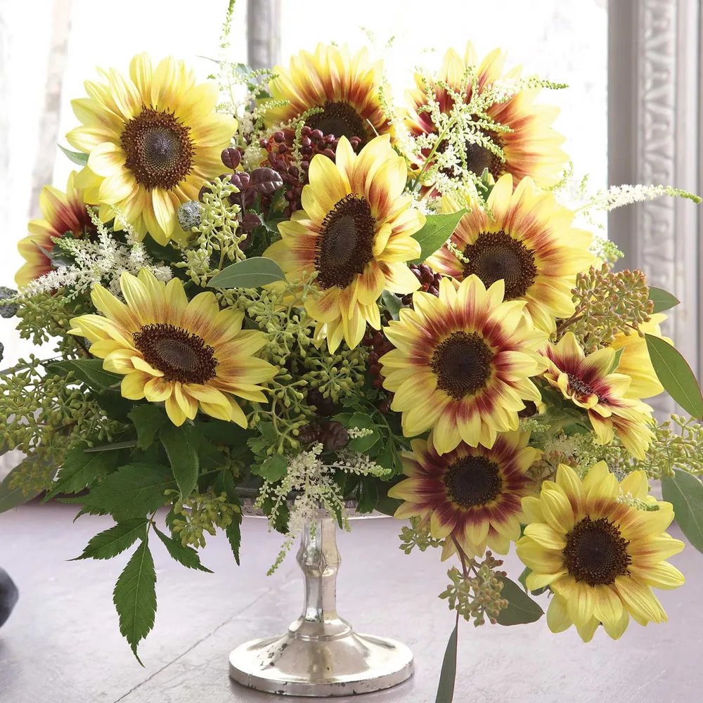 VEGSOW Sunflower Seeds for Sprouting - Raw and Untreated