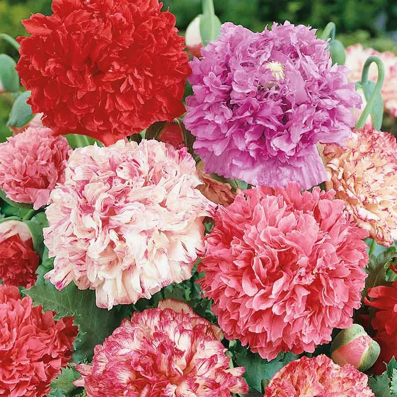 VEGSOW Double Mixed Poppy Peony Seeds - Heirloom Flower Variety