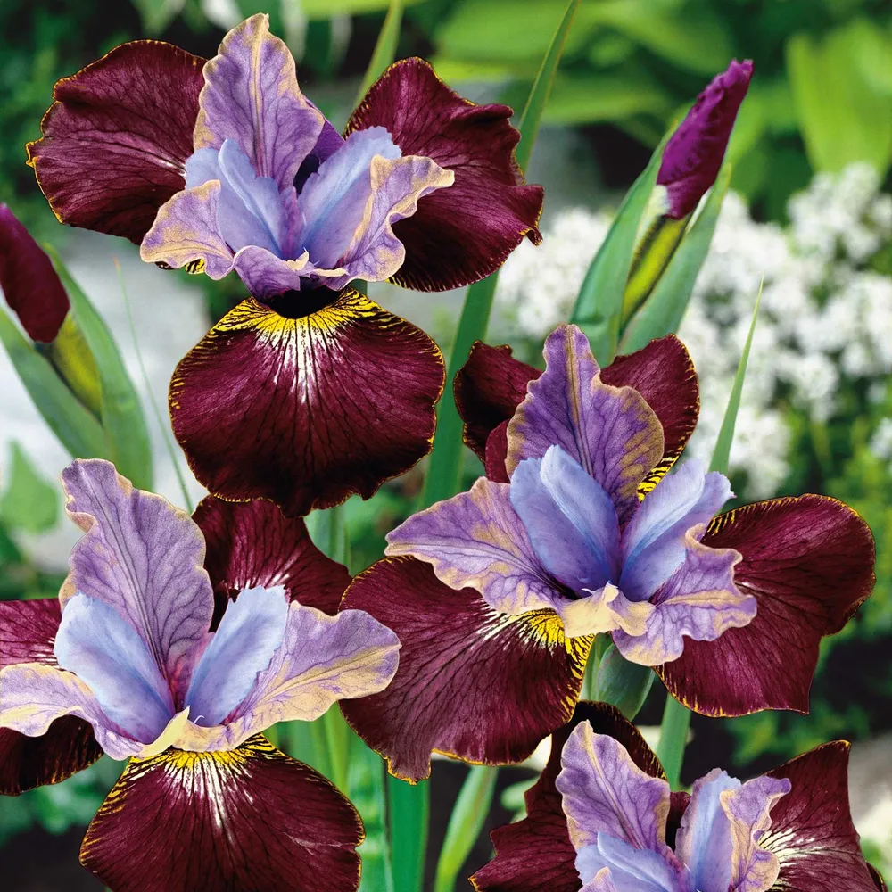 VEGSOW Siberian Iris Roots - Black Joker Perennial Rhizomes