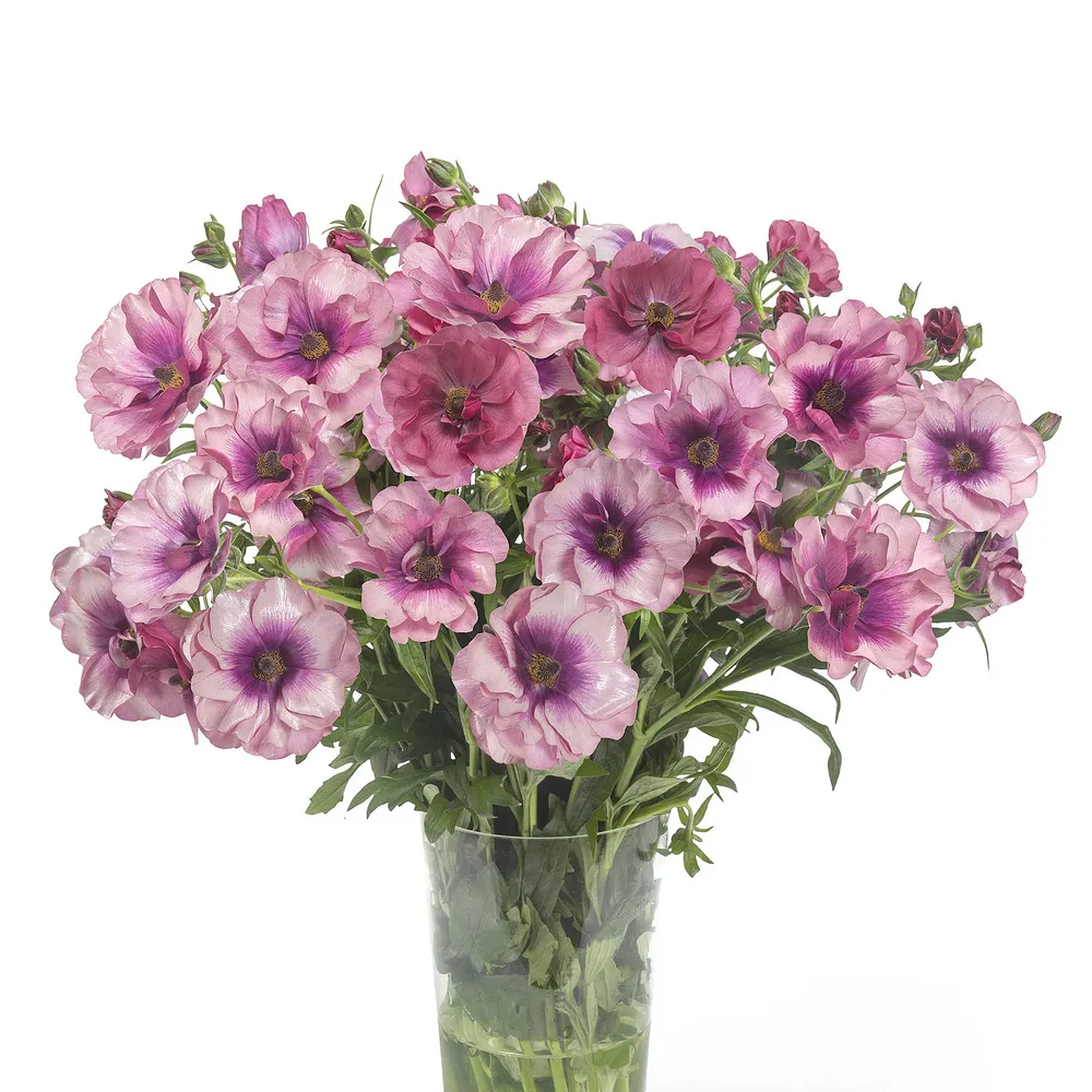 VEGSOW Butterfly Thiva Ranunculus Bulbs - Premium Flower Corms for Spring Planting