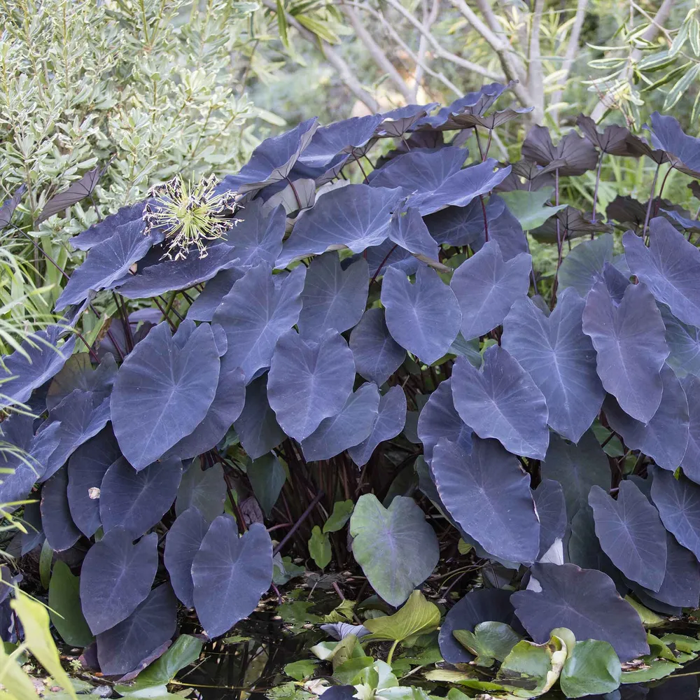 VEGSOW Black Magic Elephant Ear Bulbs - Colocasia Esculenta Tropical Perennial