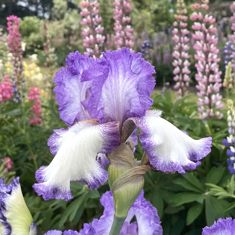 Girly Girl Bearded Iris Bulbs - Perennial Flower Rhizomes for Garden Landscapes