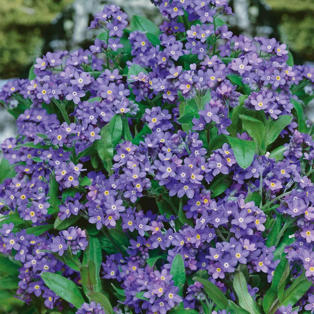 VEGSOW Forget Me Not Seeds - Indigo Blue