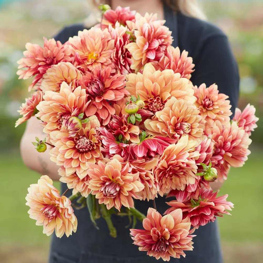 VEGSOW Decorative Dahlia Tubers - Miss Brandy