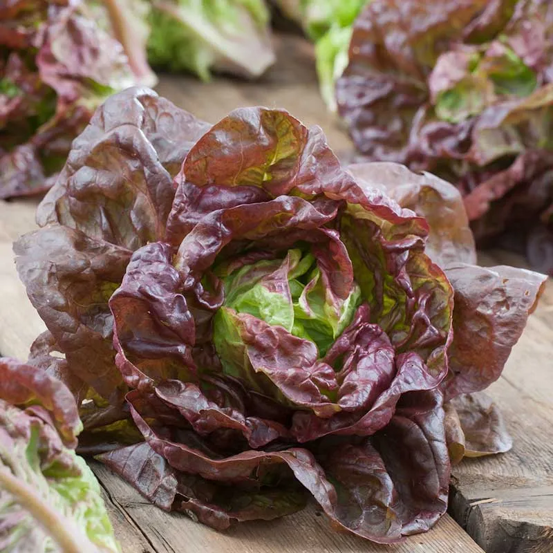 VEGSOW Lettuce Seeds - Marvel of Four Seasons
