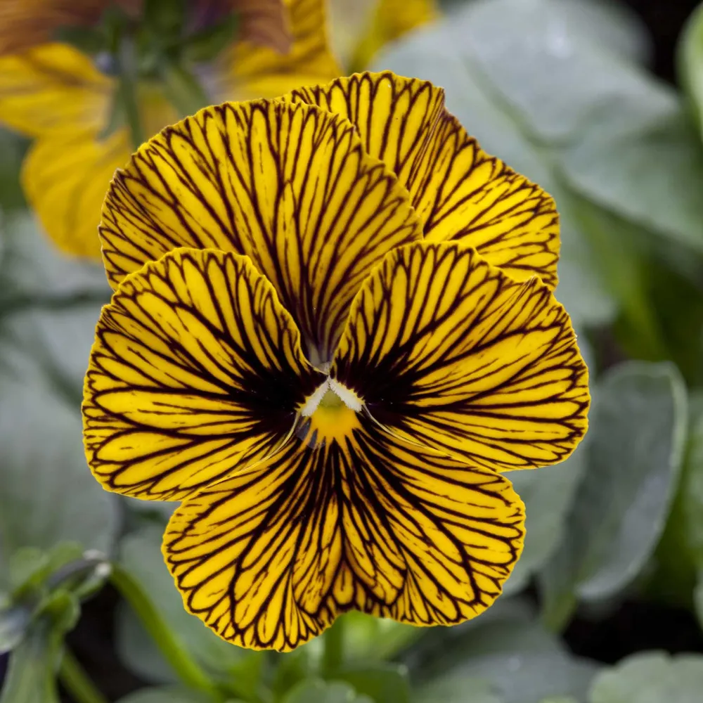 VEGSOW Tiger Eye Yellow Viola Seeds - Heirloom Flower Seeds