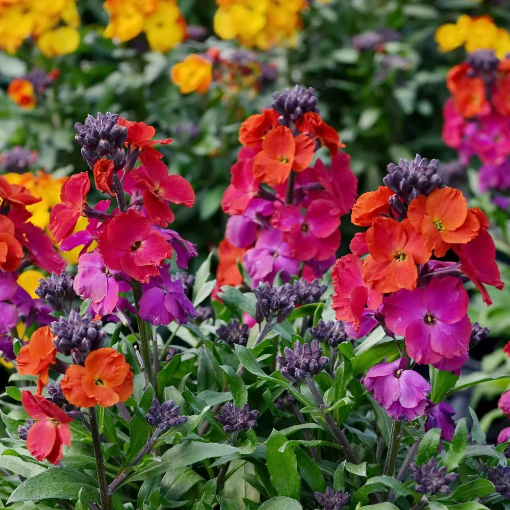 VEGSOW Wallflower Seeds - Passion Mix