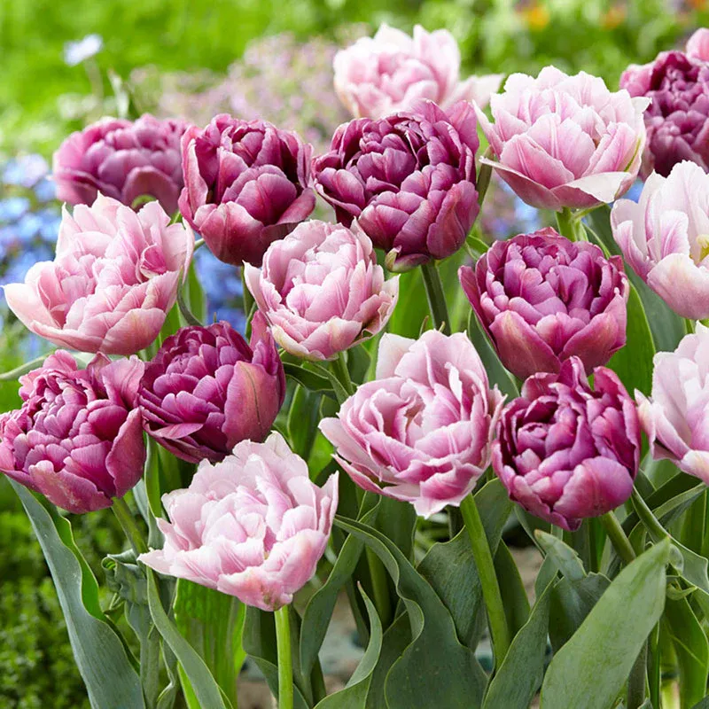 VEGSOW Tulip Bulbs - Vintage Double Mix - Peony-Flowered Spring Bulbs
