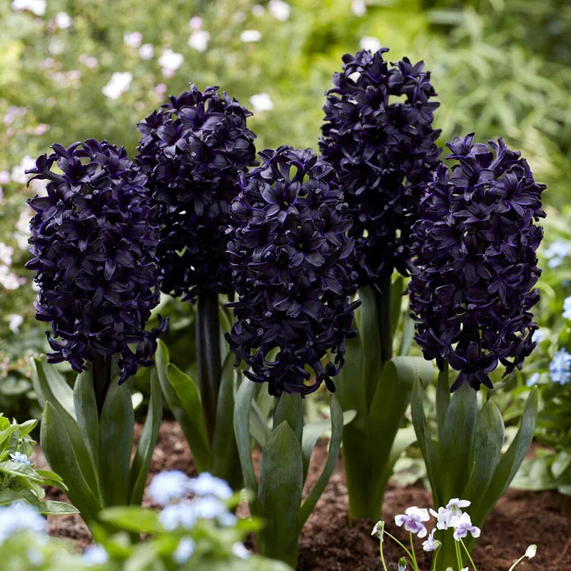 VEGSOW Dark Dimension Hyacinth Bulbs - Deep Purple Fragrant Spring Flowers