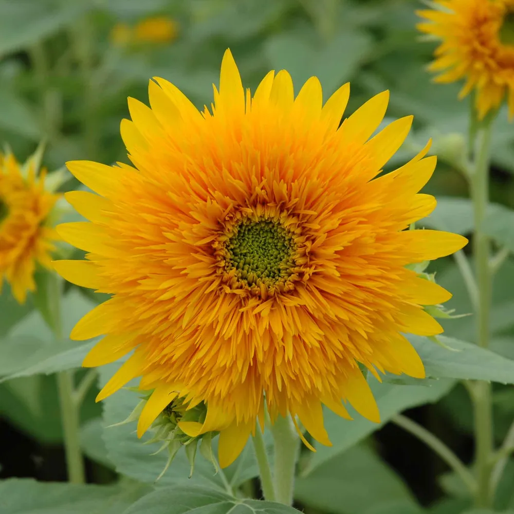 VEGSOW Orange Sun Sunflower Seeds - Tall Garden Flower Seeds