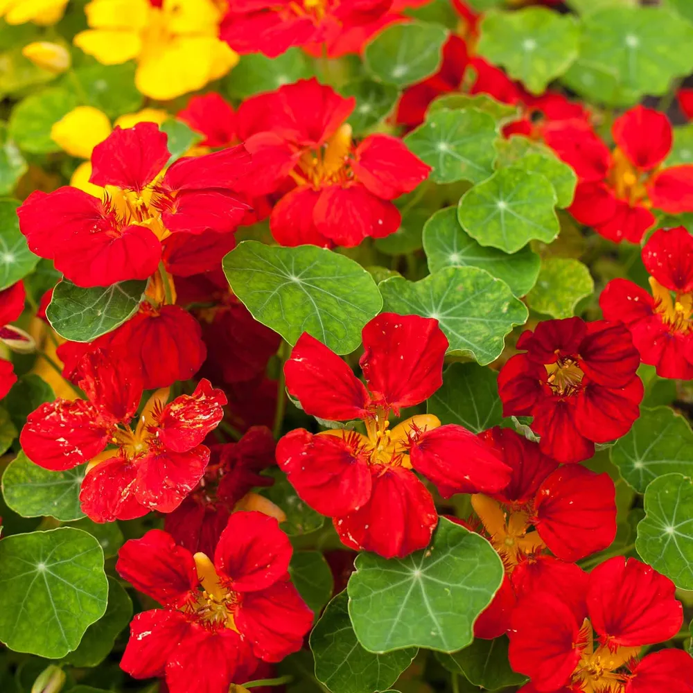 VEGSOW Nasturtium Seeds - Globe of Fire