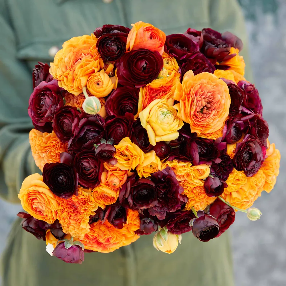 VEGSOW Ranunculus Bulbs - Fire & Wine Mix