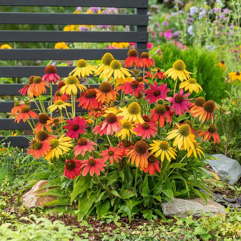 VEGSOW Coneflower Seeds - Artisan Ombre Mix