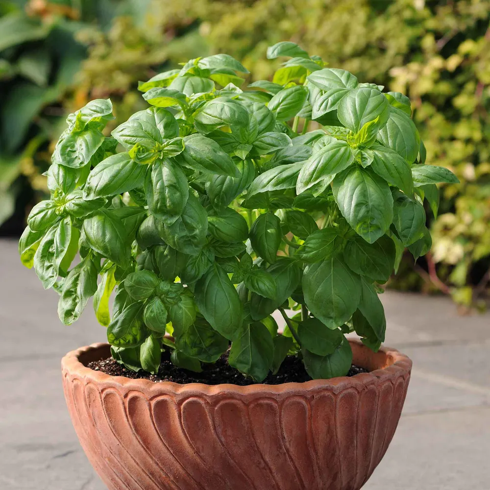 VEGSOW Dolce Fresca Basil Seeds - Heirloom Herb Seeds for Indoor and Outdoor Planting