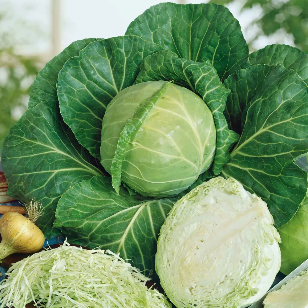 VEGSOW Golden Acre Cabbage Seeds - Reliable Heirloom Vegetable Seeds for Garden and Microgreens