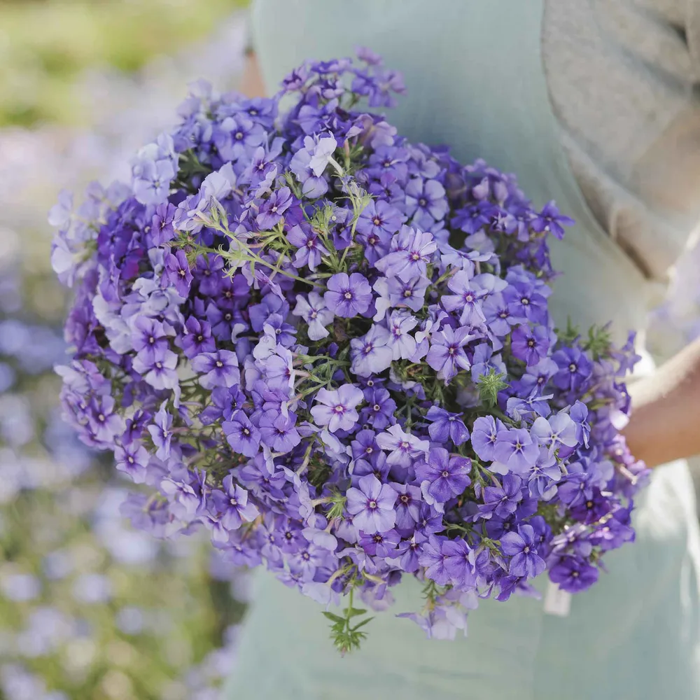VEGSOW Annual Phlox Seeds - Beauty Blue