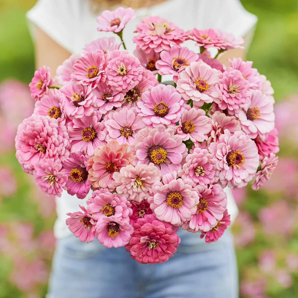 VEGSOW Miss Willmott Zinnia Seeds - Heirloom Annual Flower Seeds