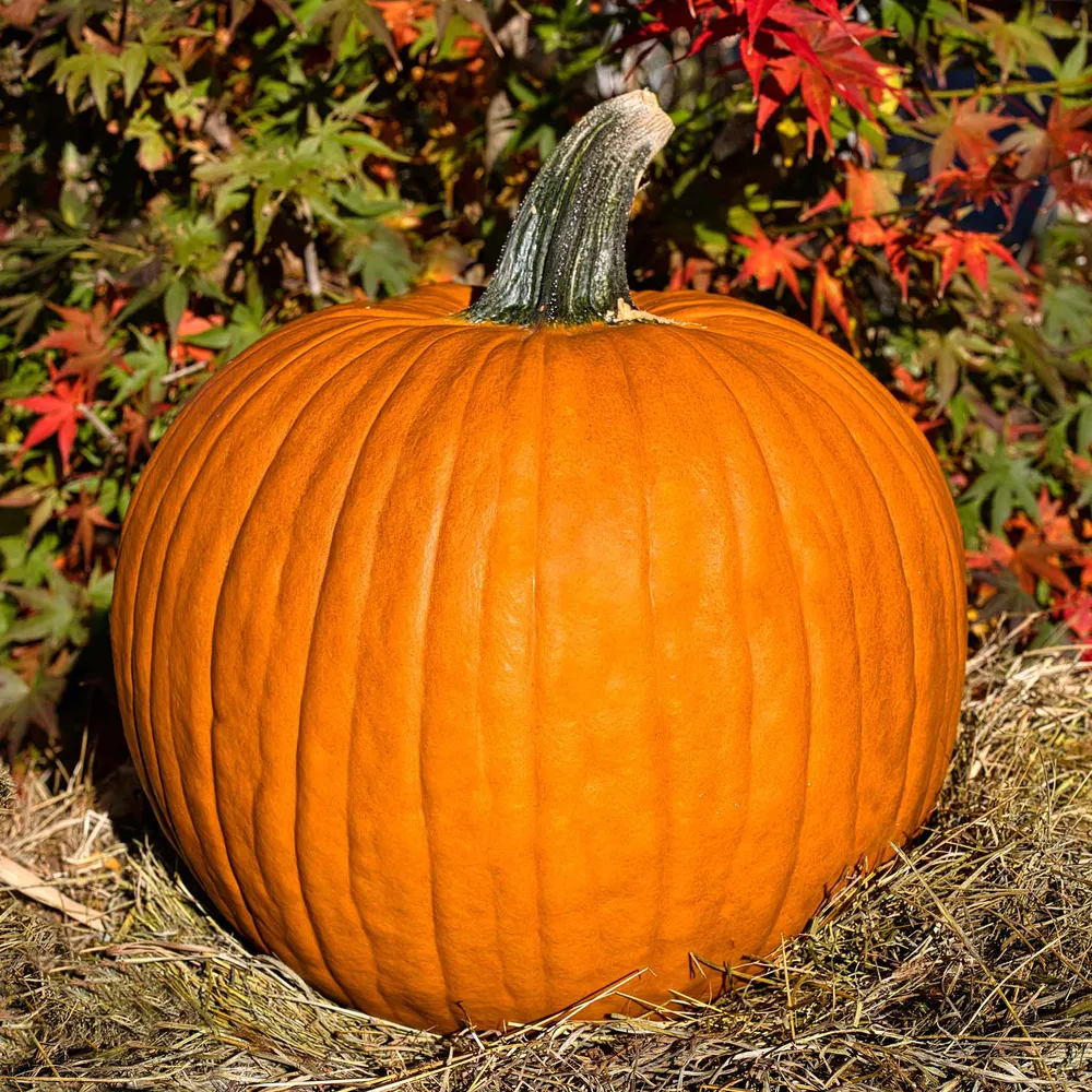 VEGSOW Organic Connecticut Field Pumpkin Seeds - Heirloom Variety