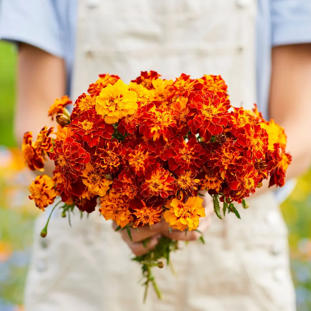 VEGSOW French Marigold Seeds - Panther Variety