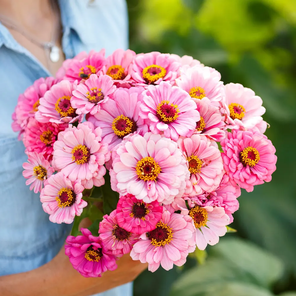VEGSOW Exquisite Zinnia Seeds - Tall Flowering Annuals for Garden Landscapes