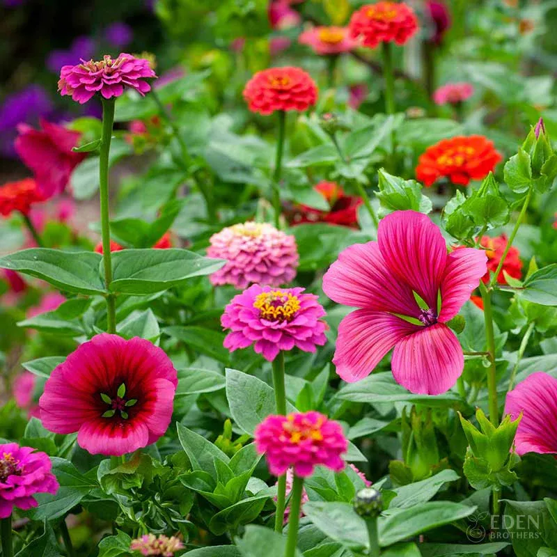 VEGSOW Cupid's Flower Seed Mix - Assorted Floral Varieties
