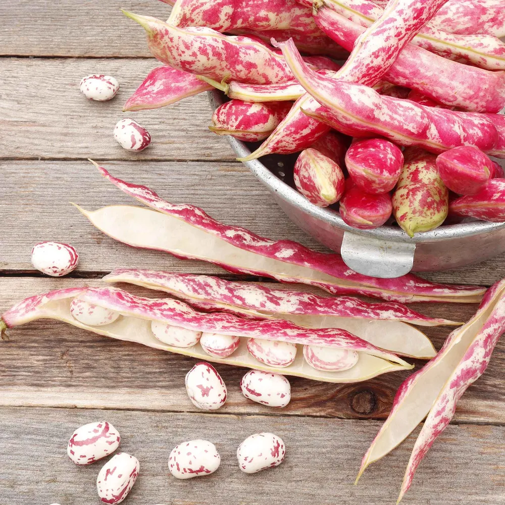VEGSOW Taylor Dwarf Horticultural Bush Bean Seeds - Heirloom Variety