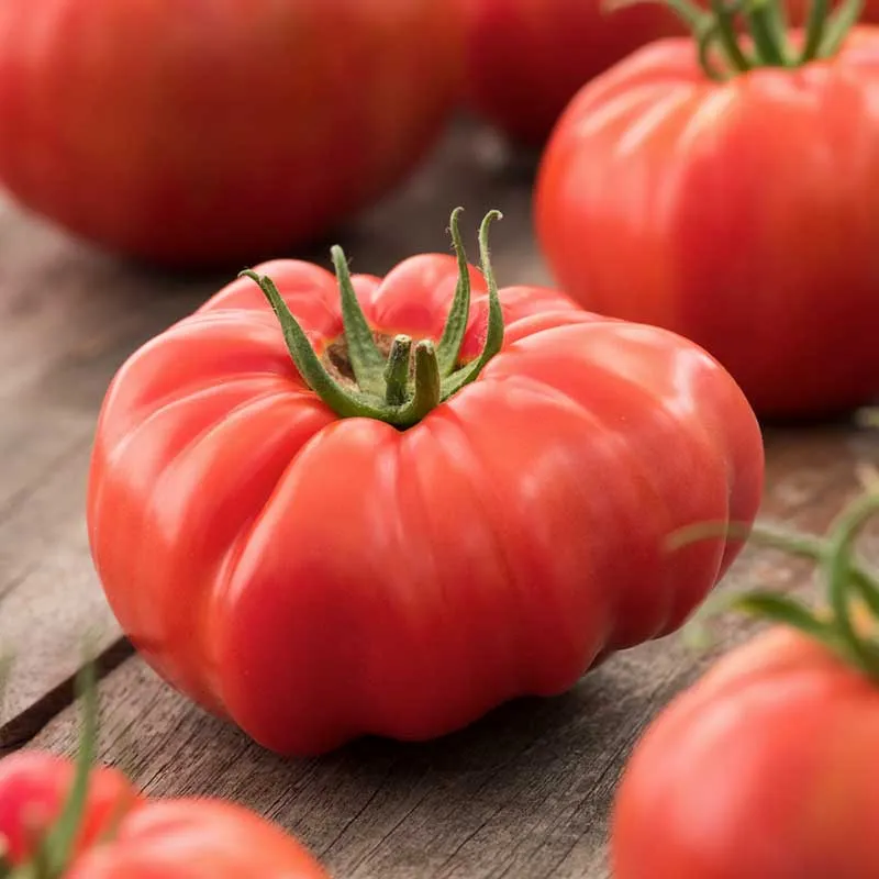 VEGSOW Organic Beefsteak Tomato Seeds - Heirloom Variety for Home Gardens