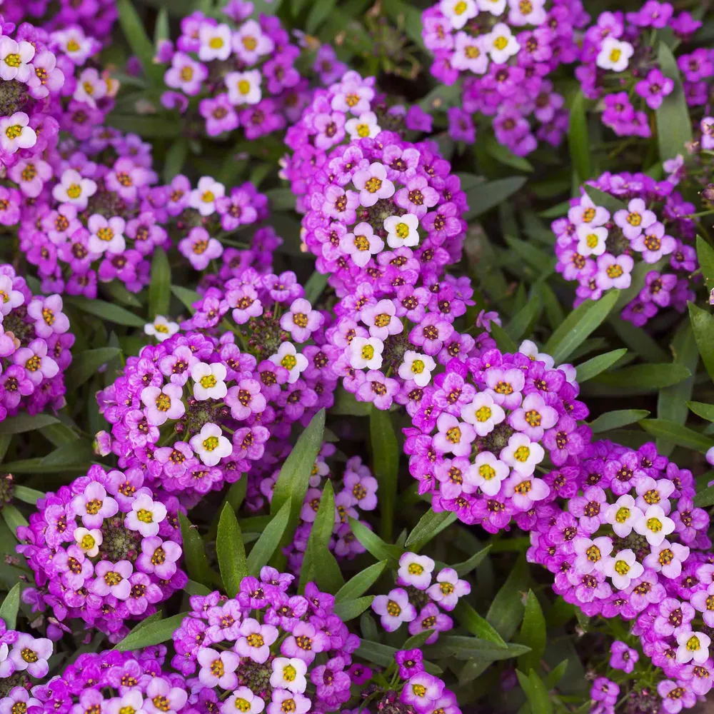 VEGSOW Sweet Alyssum Seeds (Dwarf) - Royal Carpet