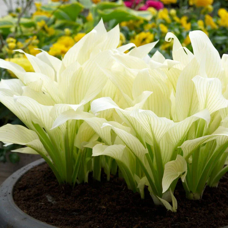 VEGSOW White Feather Hosta Roots - Bare Root Perennial Shade Plant